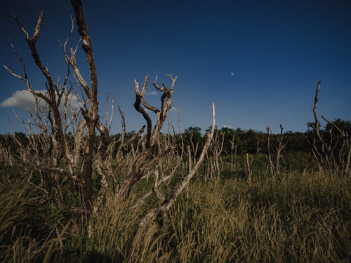 硫黄島旧噴火口付近の地熱で立ち枯れた木