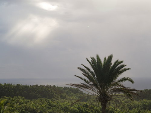 厚い雲から伸びる天使の梯子とキラキラと葉を輝かせる木々とヤシの葉