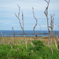 鶯地獄周辺の立ち枯れた木を通して観る監獄岩の写真