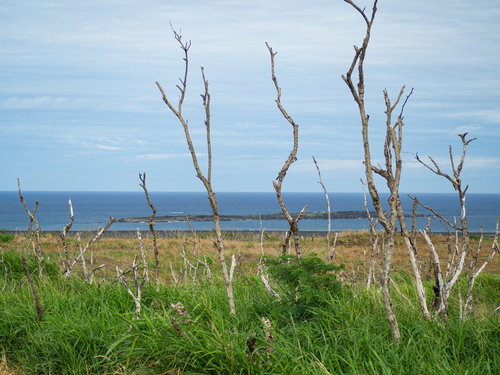 鶯地獄周辺の立ち枯れた木を通して観る監獄岩