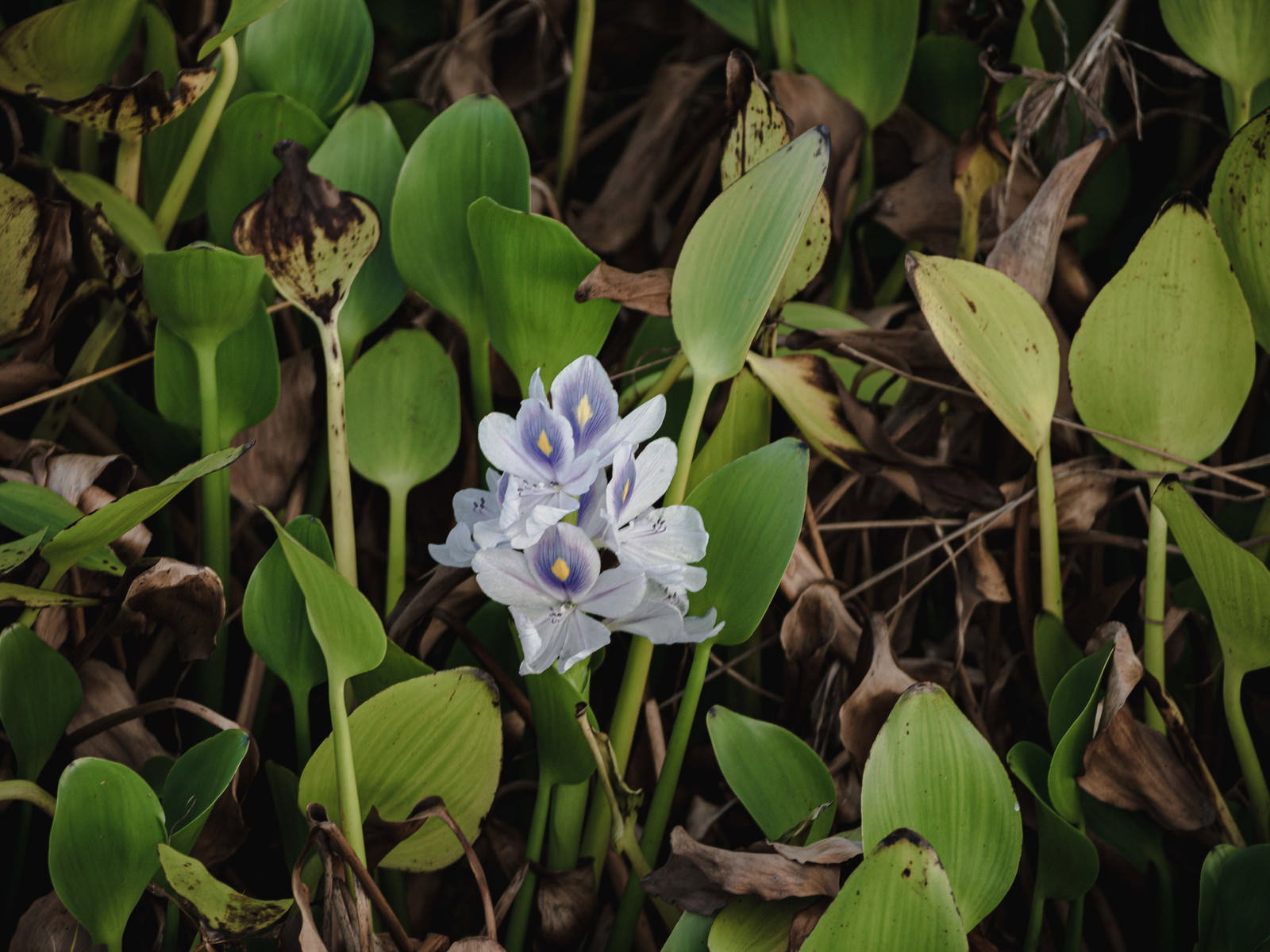 緑の葉に囲まれて咲く布袋葵の薄紫色の小さな花