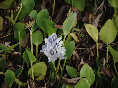 布袋葵の可愛らしい花