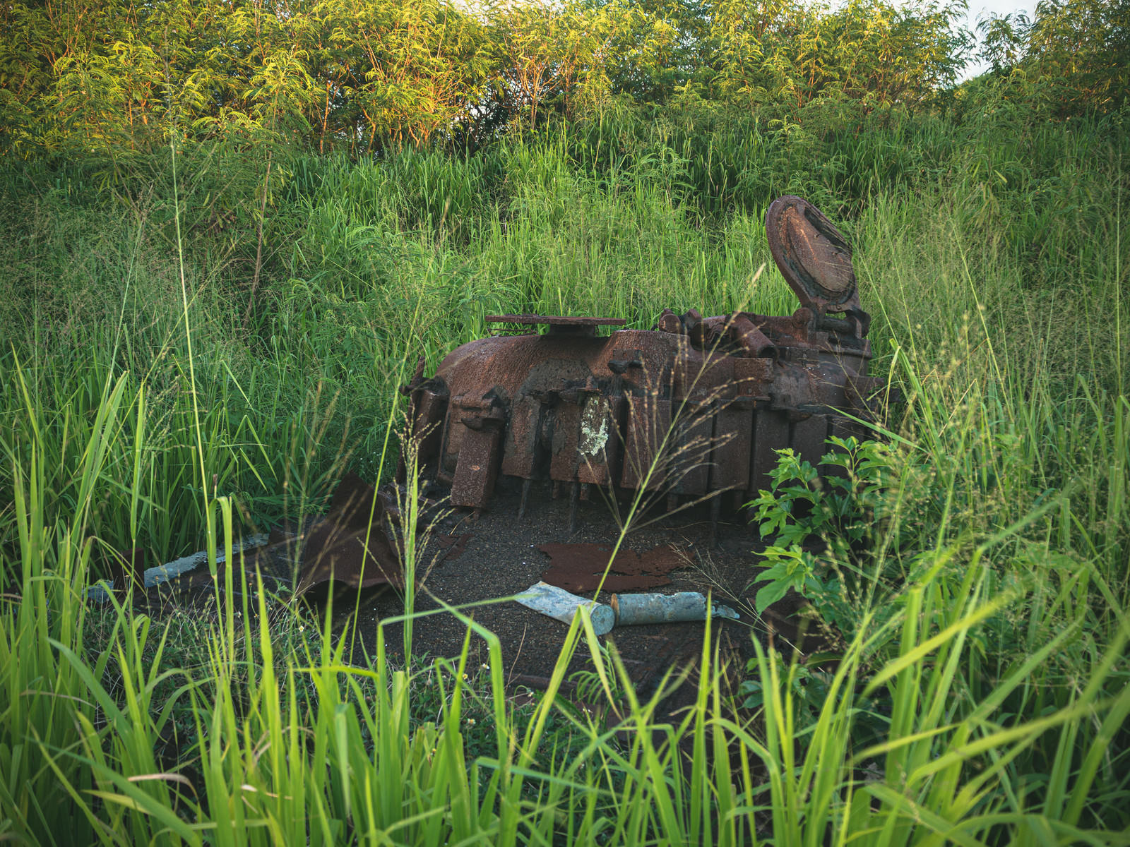深い草むらに埋もれた錆びついたシャーマン戦車と砲弾薬きょう