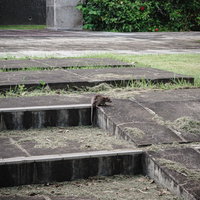 鎮魂の丘の階段に現れたやせ細ったネズミの写真