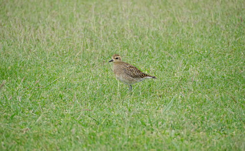 草地を歩く千鳥