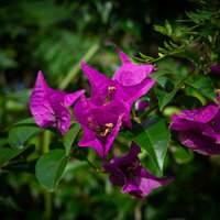 鮮やかな紫が映えるブーゲンビリアの写真