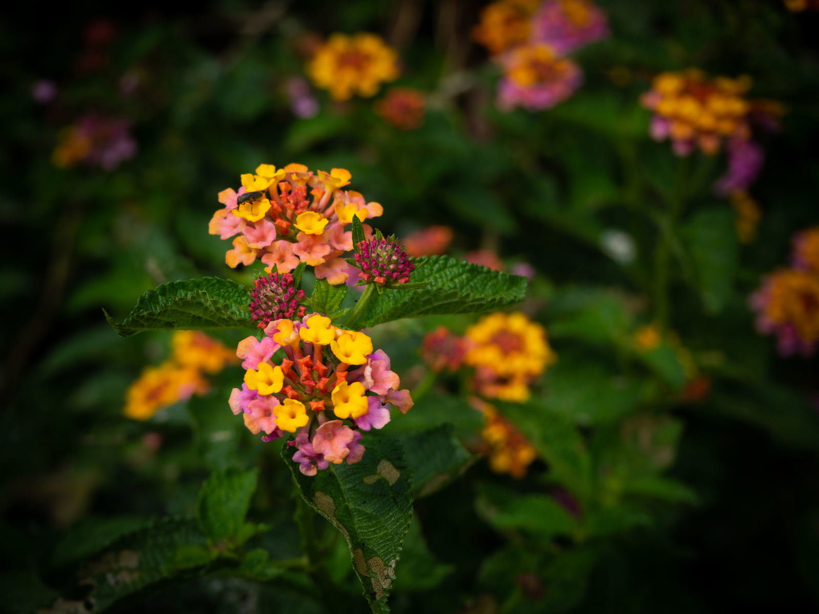島の道端に咲くオレンジと黄色の七変化（ランタナ）の花