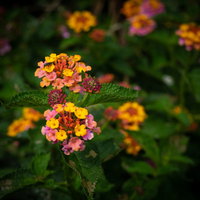 島の道端にたくさん咲いている七変化の写真