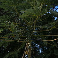 島の道路脇に生える沢山実を付けたパパイヤの木の写真