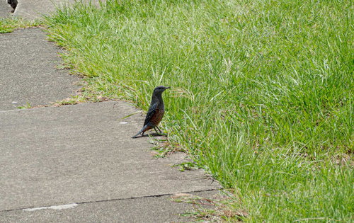 草地の端でじっと何かを見つめる磯鵯（イソヒヨドリ）