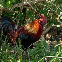 立派なトサカの烏骨鶏の写真