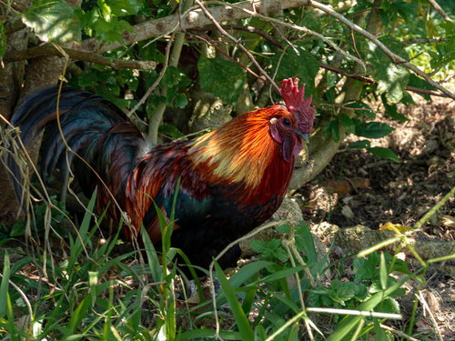 立派なトサカの烏骨鶏