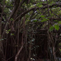 ガジュマルの大木の写真