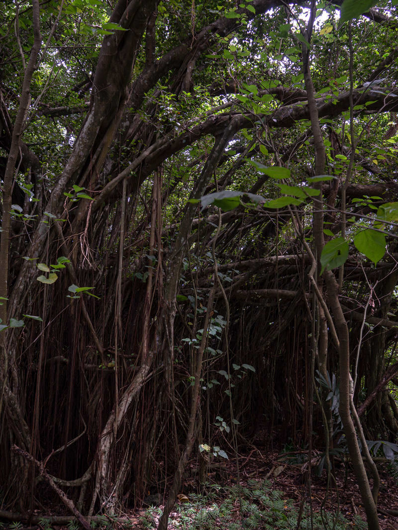 太い幹から気根が垂れ下がるガジュマルの大木が鬱蒼とした森を作っている様子