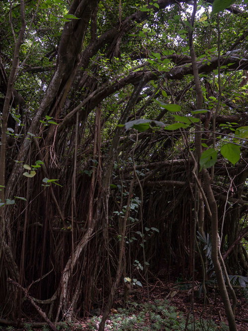 ガジュマルの大木