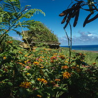 探照灯壕上から七変化の群生越しに臨むローソク岩と南海岸の写真