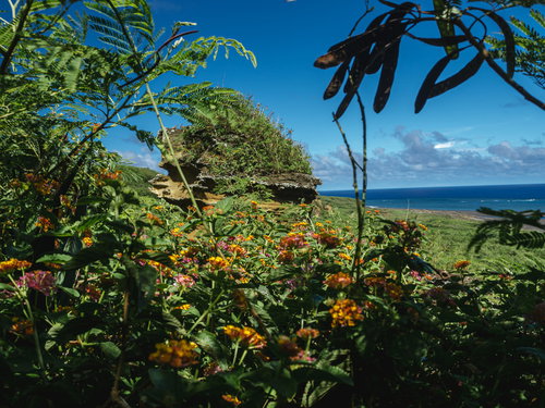 探照灯壕上から七変化の群生越しに臨むローソク岩と南海岸