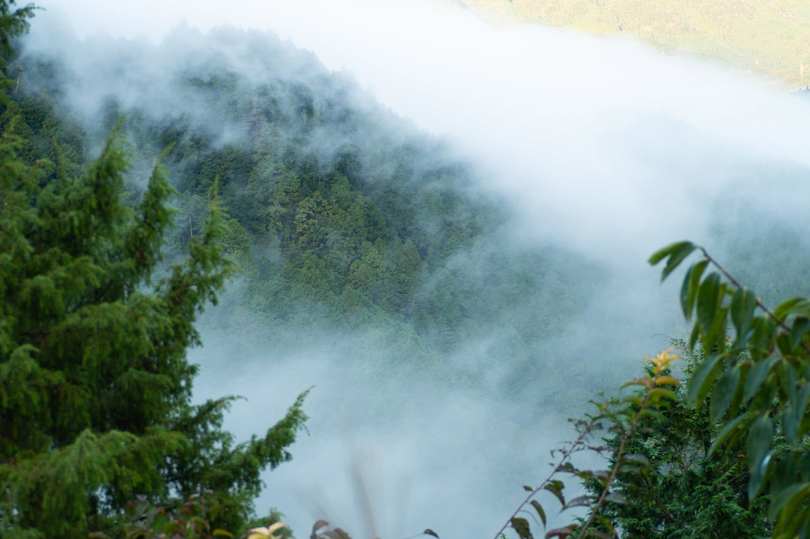 山の斜面に生い茂る緑の木々の上を白い霧が這うように覆っている自然風景