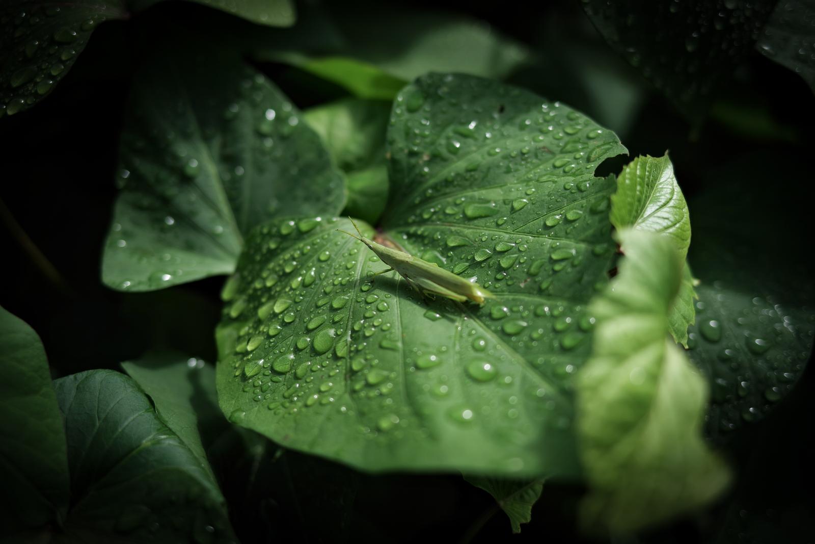 雨粒の付いた緑の葉の上にとまるショウリョウバッタ