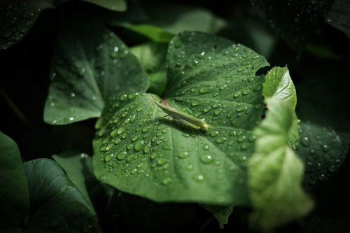 雨粒が光る葉にとまるショウリョウバッタの姿