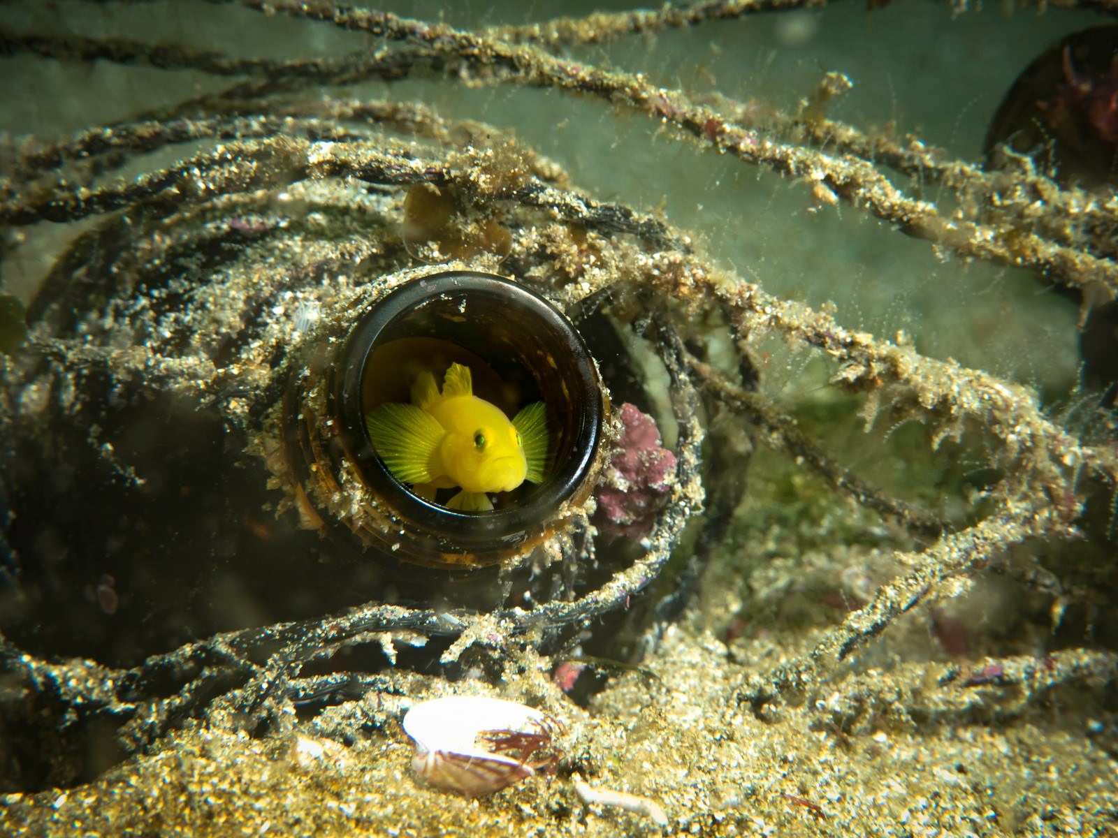 海底で貝殻に隠れているミジンベニハゼの写真