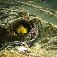 伊豆の海に潜むミジンベニハゼ、黄色い目をした小型魚の隠れた生態の写真