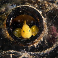 貝殻に身を隠すミジンベニハゼの水中生物の写真
