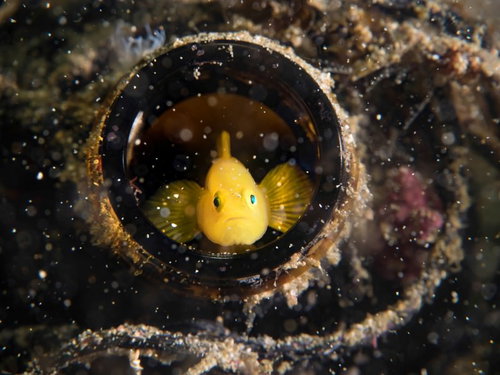 貝殻に身を隠すミジンベニハゼの水中生物