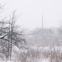 雪積もる針葉樹と白樺の冬の森林風景の写真
