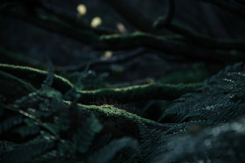 薄暗い森の中で光が差し込む小さな新芽の植物