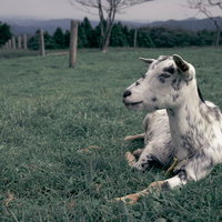 牧場でうなだれて休む山羊の夕暮れ風景の写真