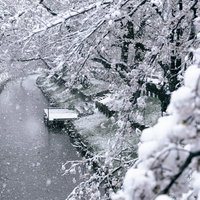 雪が降る中の川沿いの桜の写真