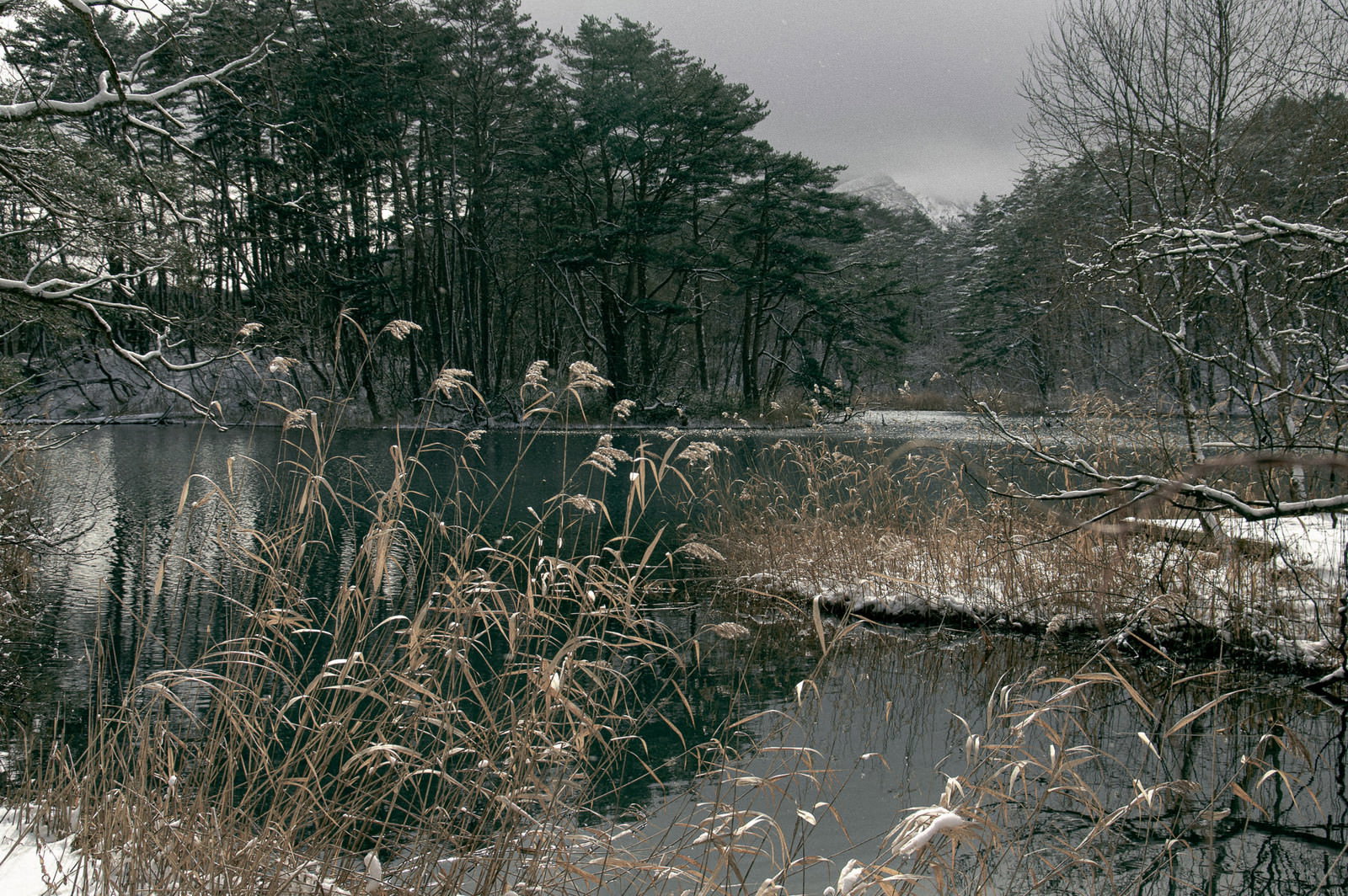 雪に覆われた池と葦が広がる冬の湖畔