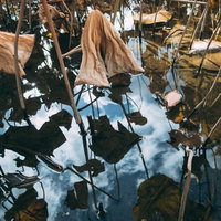 水面に映る枯れたハスの葉と空の写真