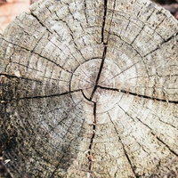 放射状のひび割れが入ったひび割れた木の断面の写真