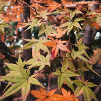 色付きはじめたもみじの紅葉、赤と黄色と緑のグラデーションの写真