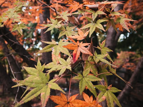 色付きはじめたもみじの紅葉、赤と黄色と緑のグラデーション