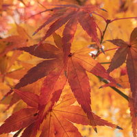 紅葉した大きなもみじの葉の写真