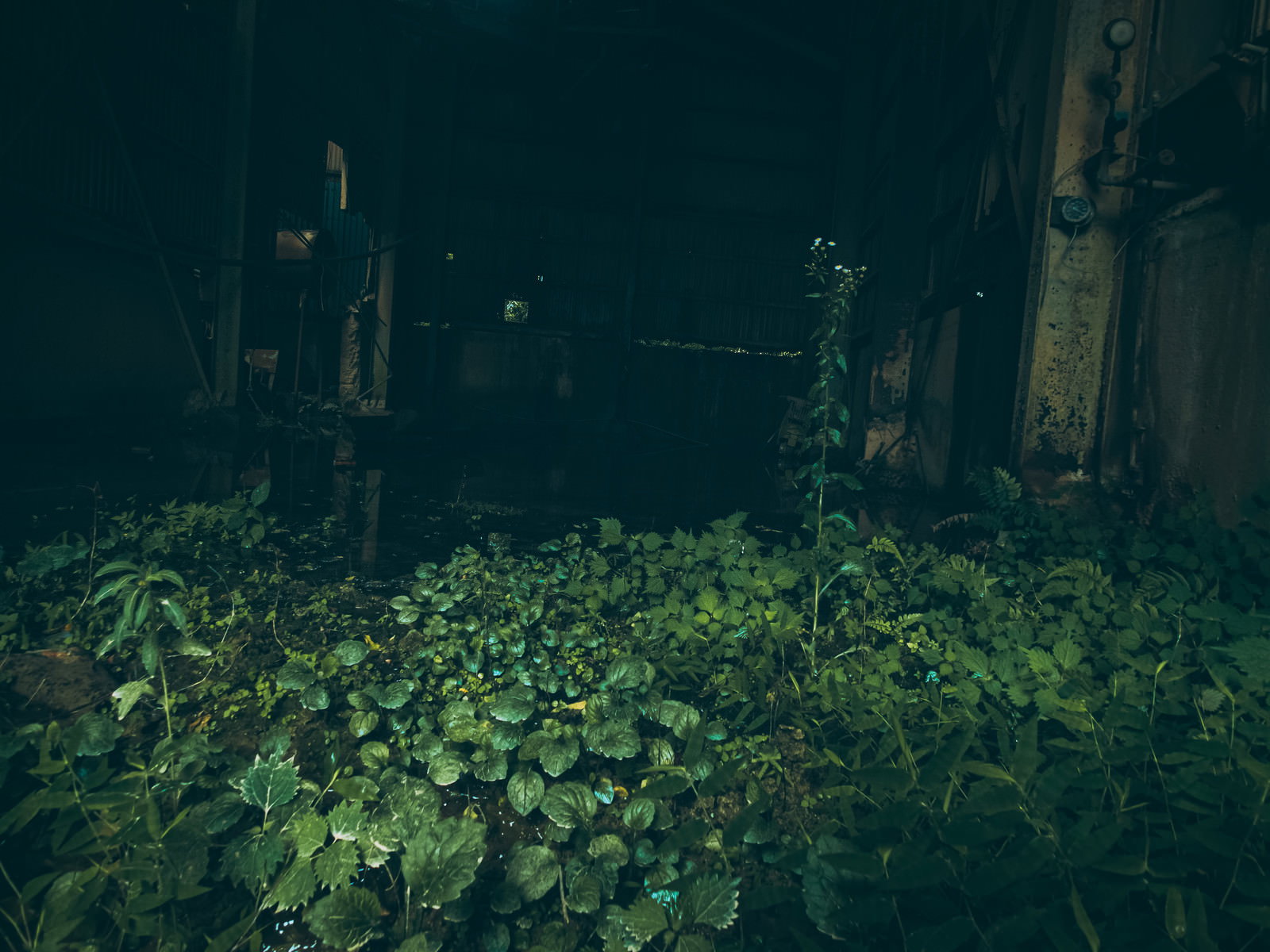 薄暗い廃墟の床に緑の植物が生い茂る様子