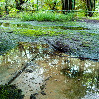 苔と水たまりに覆われた湿ったコンクリート地面の写真