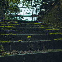 苔に覆われて滑りそうな階段、湿った森林の中の危険な石段の写真