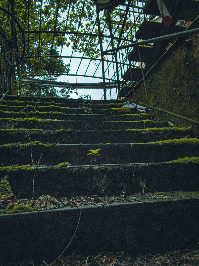 緑の苔に覆われたコンクリート階段が森の中に続いている