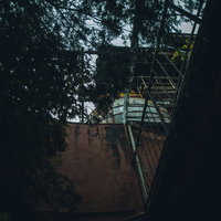 木に覆われた謎の廃施設の階段と侵食する自然の写真