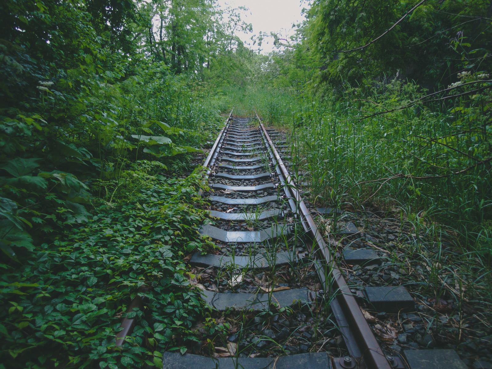 緑の草木に覆われ自然に還りつつある錆びたレールが奥へ続く廃線跡