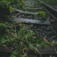 雨上がりの廃線路に生える草と錆びたレールの写真