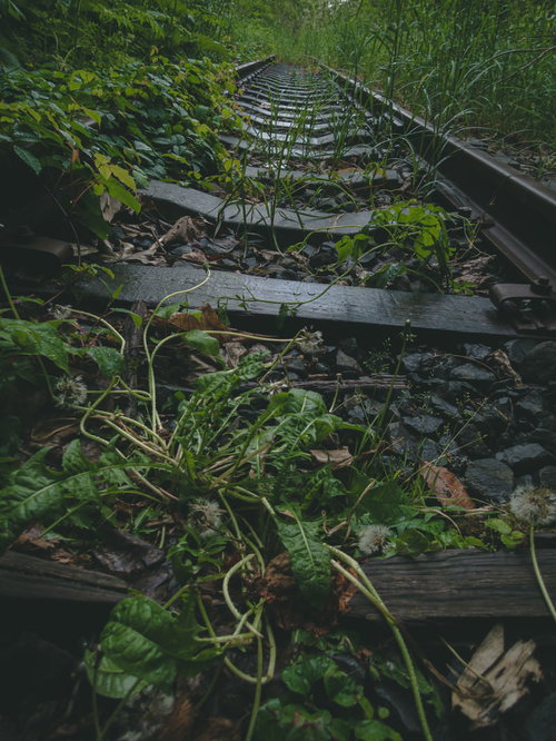 雨上がりの廃線路に生える草と錆びたレール