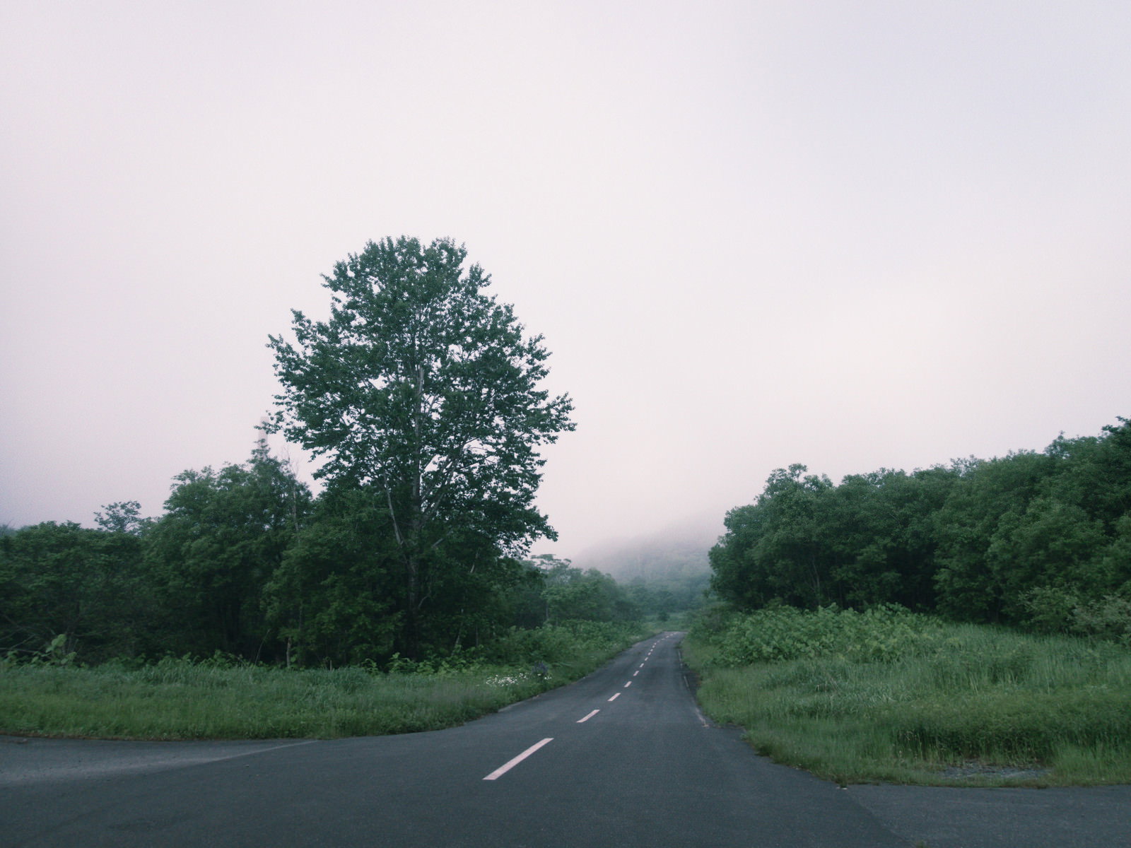 森林に囲まれた車道が奥へと続く自然豊かな風景