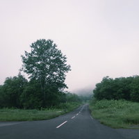 森の中へ続く緑に囲まれた車道の写真