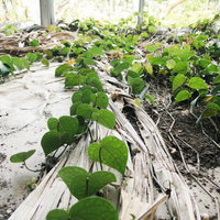 廃墟の窓辺から伸びる青々とした蔦と葉の風景の写真