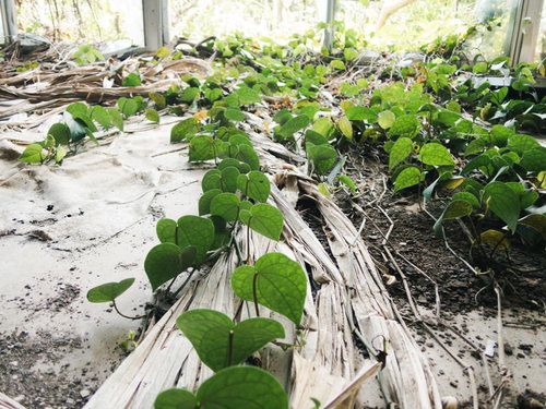 廃墟の窓辺から伸びる青々とした蔦と葉の風景